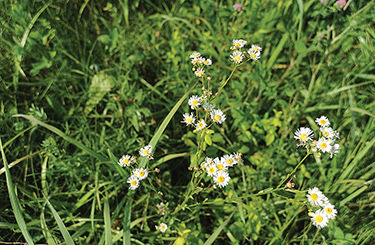 Perennial grasses